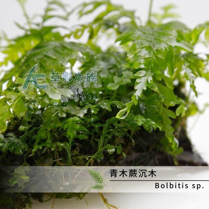 【AC草影】青木蕨沉木【一棵】陰性水草 陰性草 沉木造景 水族造景 不需要co2 新手水草 水生植物 水族裝飾-細節圖4