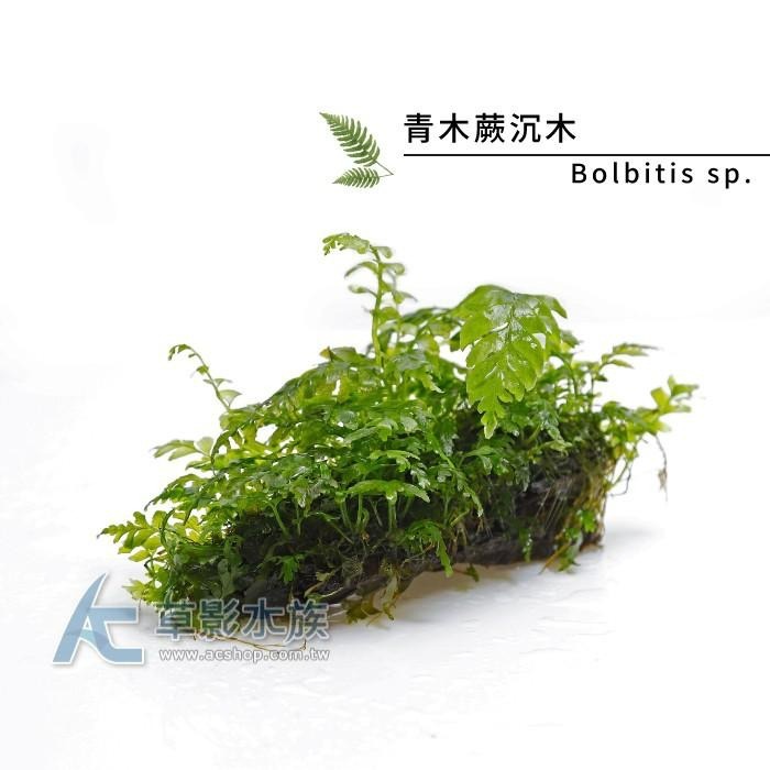 【AC草影】青木蕨沉木【一棵】陰性水草 陰性草 沉木造景 水族造景 不需要co2 新手水草 水生植物 水族裝飾-細節圖5