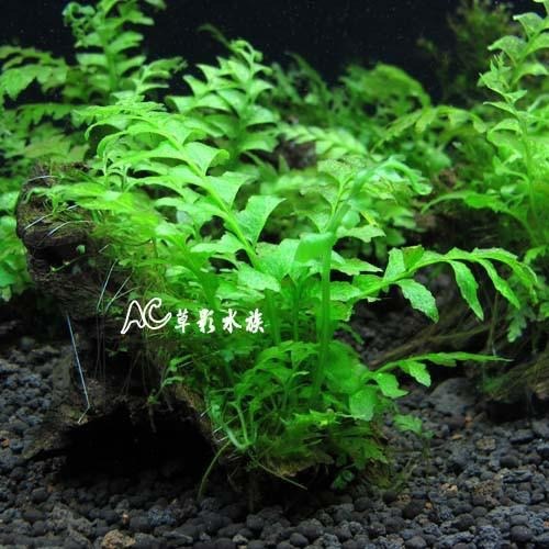 【AC草影】青木蕨沉木【一棵】陰性水草 陰性草 沉木造景 水族造景 不需要co2 新手水草 水生植物 水族裝飾-細節圖6