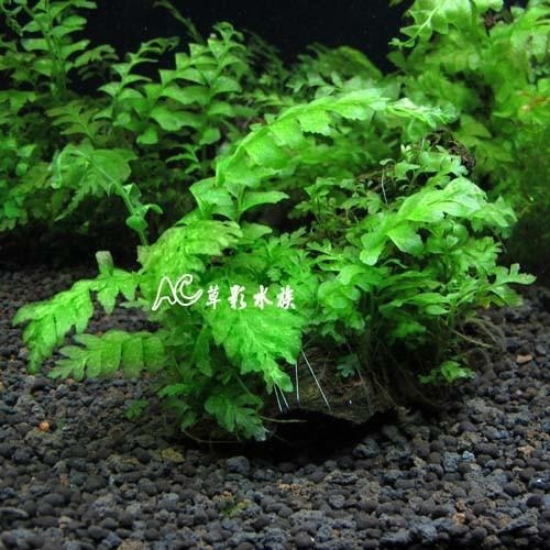 【AC草影】青木蕨沉木【一棵】陰性水草 陰性草 沉木造景 水族造景 不需要co2 新手水草 水生植物 水族裝飾-細節圖8