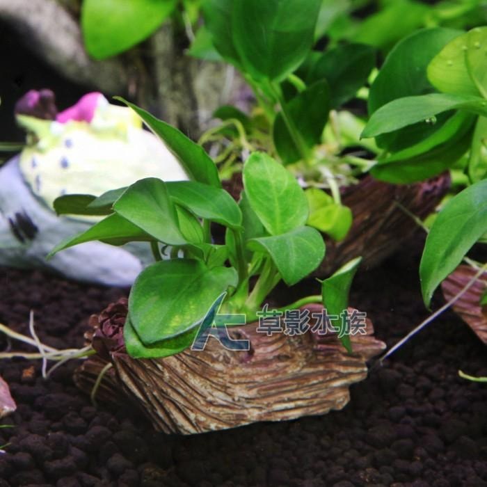 【AC草影】綠精靈木【一棵】陰性水草 陰性草 水草造景 造景水草 魚缸裝飾 真水草 綠水草 水族箱水生植物-細節圖4