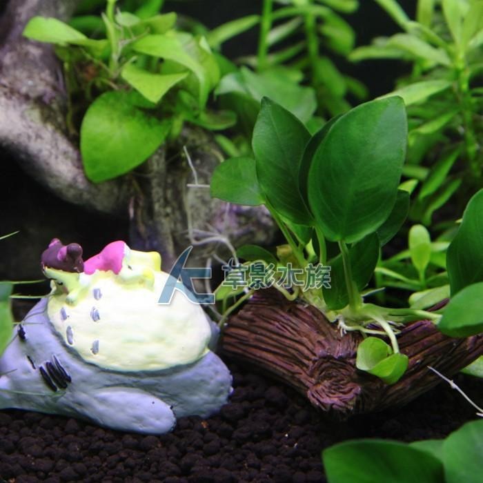 【AC草影】綠精靈木【一棵】陰性水草 陰性草 水草造景 造景水草 魚缸裝飾 真水草 綠水草 水族箱水生植物-細節圖5