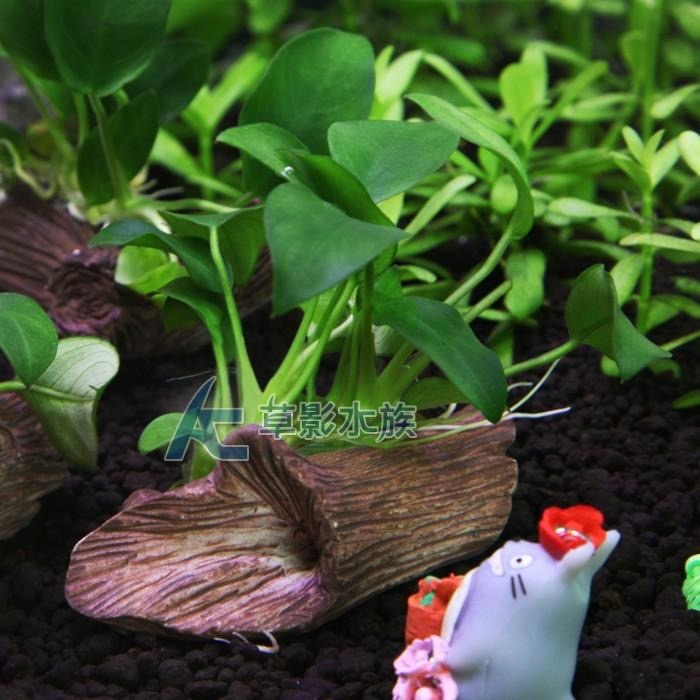 【AC草影】綠精靈木【一棵】陰性水草 陰性草 水草造景 造景水草 魚缸裝飾 真水草 綠水草 水族箱水生植物-細節圖6