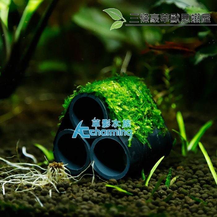 【AC草影】豪華默思蝦屋【一座】陰性水草 不需要CO2 水生植物 中景草 魚蝦躲藏用 可培養菌種 陰性草 小蝦繁殖-細節圖2