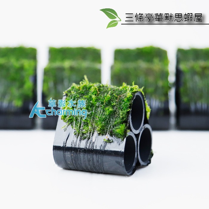 【AC草影】豪華默思蝦屋【一座】陰性水草 不需要CO2 水生植物 中景草 魚蝦躲藏用 可培養菌種 陰性草 小蝦繁殖-細節圖3