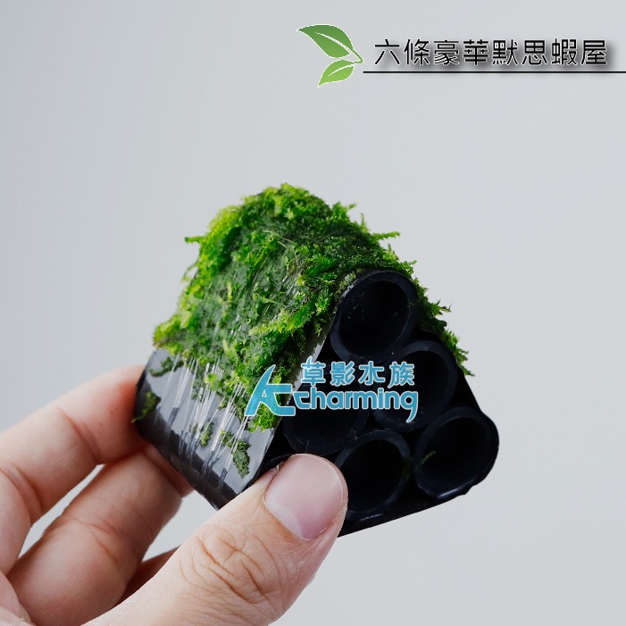 【AC草影】豪華默思蝦屋【一座】陰性水草 不需要CO2 水生植物 中景草 魚蝦躲藏用 可培養菌種 陰性草 小蝦繁殖-細節圖4