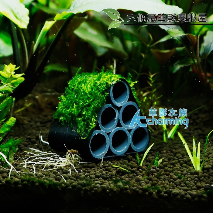 【AC草影】豪華默思蝦屋【一座】陰性水草 不需要CO2 水生植物 中景草 魚蝦躲藏用 可培養菌種 陰性草 小蝦繁殖-細節圖5