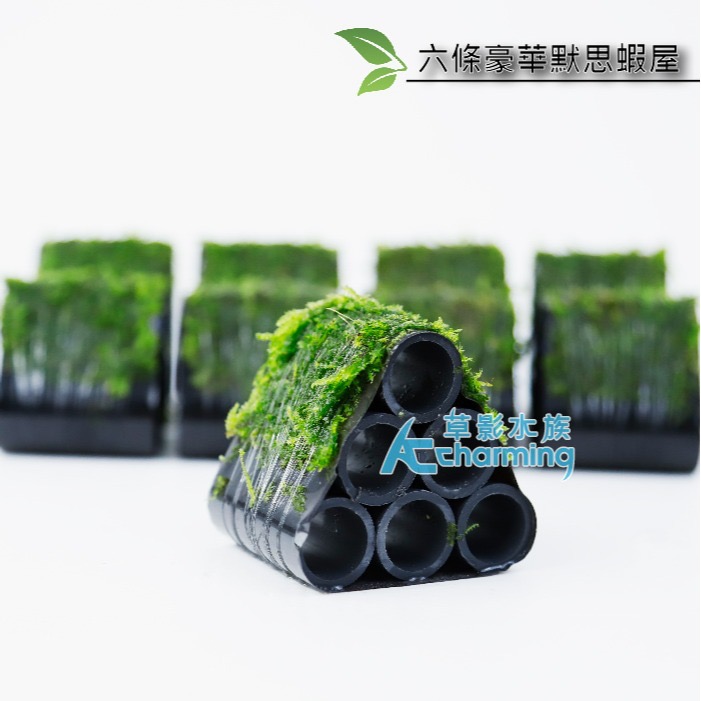 【AC草影】豪華默思蝦屋【一座】陰性水草 不需要CO2 水生植物 中景草 魚蝦躲藏用 可培養菌種 陰性草 小蝦繁殖-細節圖6