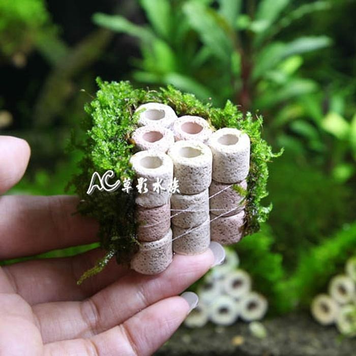 【AC草影】陶瓷環默絲蝦屋（6孔）【一座】陰性水草 造景裝飾 水草造景 水生植物 中景草 魚蝦躲藏用 可培養菌種 陰性草-細節圖2