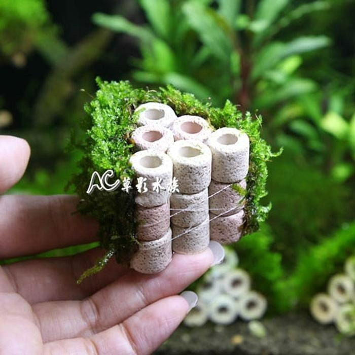 【AC草影】陶瓷環默絲蝦屋（6孔）【一座】陰性水草 造景裝飾 水草造景 水生植物 中景草 魚蝦躲藏用 可培養菌種 陰性草-細節圖2