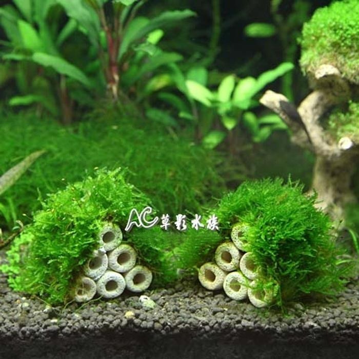 【AC草影】陶瓷環默絲蝦屋（6孔）【一座】陰性水草 造景裝飾 水草造景 水生植物 中景草 魚蝦躲藏用 可培養菌種 陰性草-細節圖3