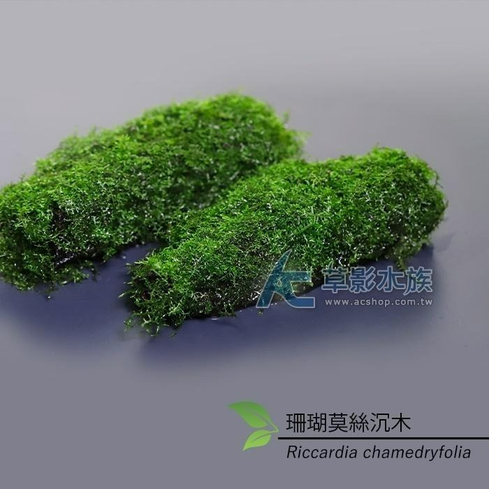 【AC草影】珊瑚莫絲沉木 陰性水草 陰性草 水草造景 不用CO2 新手水草 魚缸裝飾 米蝦躲避 小蝦躲藏 珊瑚莫斯 沈木-細節圖2