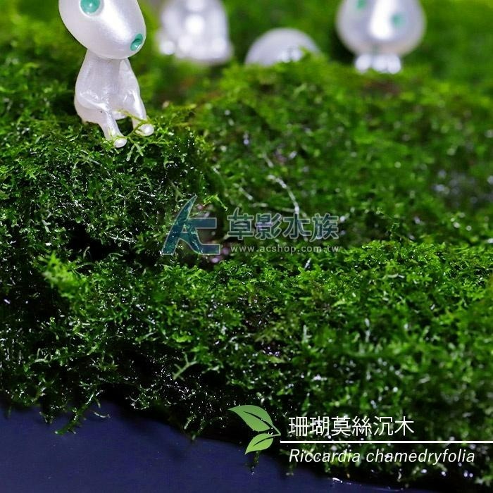 【AC草影】珊瑚莫絲沉木 陰性水草 陰性草 水草造景 不用CO2 新手水草 魚缸裝飾 米蝦躲避 小蝦躲藏 珊瑚莫斯 沈木-細節圖3