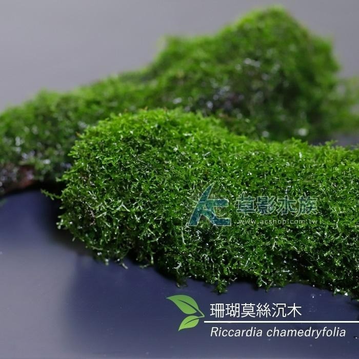 【AC草影】珊瑚莫絲沉木 陰性水草 陰性草 水草造景 不用CO2 新手水草 魚缸裝飾 米蝦躲避 小蝦躲藏 珊瑚莫斯 沈木-細節圖4