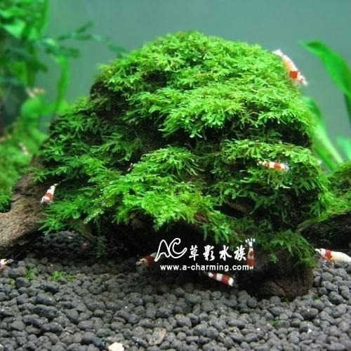 【AC草影】珊瑚莫絲沉木 陰性水草 陰性草 水草造景 不用CO2 新手水草 魚缸裝飾 米蝦躲避 小蝦躲藏 珊瑚莫斯 沈木-細節圖5