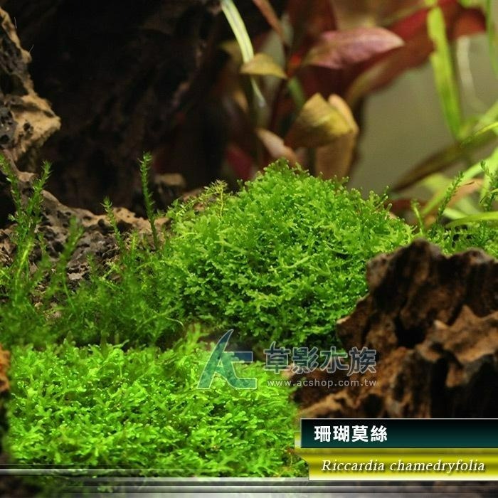 【AC草影】珊瑚莫絲沉木 陰性水草 陰性草 水草造景 不用CO2 新手水草 魚缸裝飾 米蝦躲避 小蝦躲藏 珊瑚莫斯 沈木-細節圖6