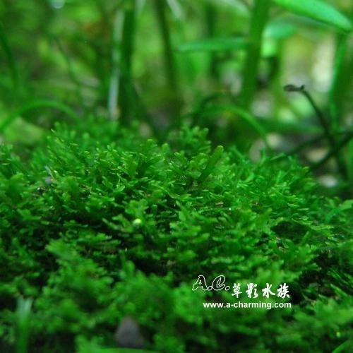 【AC草影】珊瑚莫絲沉木 陰性水草 陰性草 水草造景 不用CO2 新手水草 魚缸裝飾 米蝦躲避 小蝦躲藏 珊瑚莫斯 沈木-細節圖7
