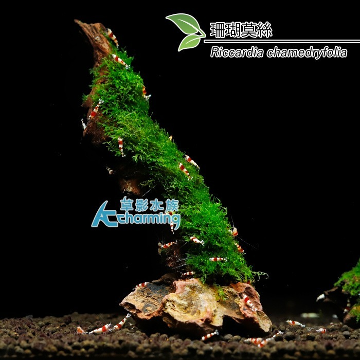 【AC草影】珊瑚莫絲沉木 陰性水草 陰性草 水草造景 不用CO2 新手水草 魚缸裝飾 米蝦躲避 小蝦躲藏 珊瑚莫斯 沈木-規格圖8