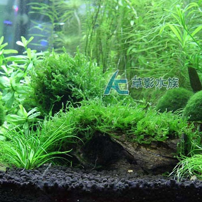 【AC草影】珍珠莫絲沉木【一棵】陰性水草 默思沉木 珍珠莫斯 陰性草 低光草 綠水草 真水草 水族造景 水族箱裝飾-細節圖2