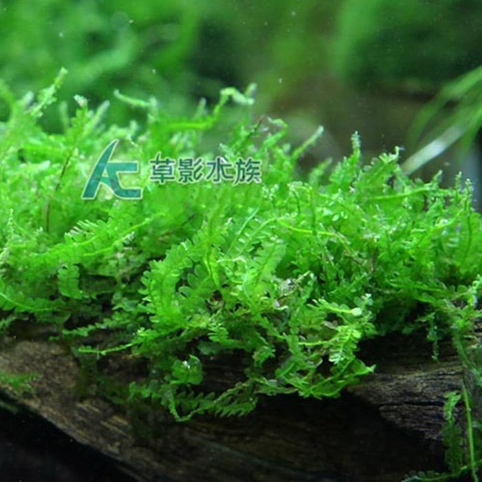 【AC草影】珍珠莫絲沉木【一棵】陰性水草 默思沉木 珍珠莫斯 陰性草 低光草 綠水草 真水草 水族造景 水族箱裝飾-細節圖3