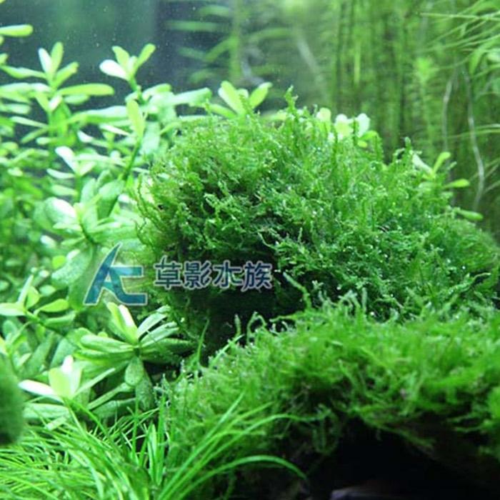 【AC草影】珍珠莫絲沉木【一棵】陰性水草 默思沉木 珍珠莫斯 陰性草 低光草 綠水草 真水草 水族造景 水族箱裝飾-細節圖4