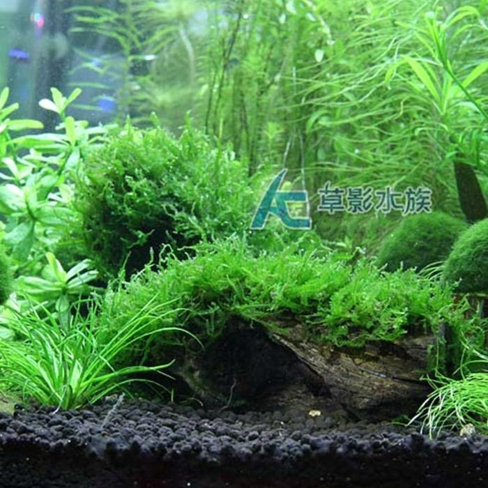 【AC草影】珍珠莫絲沉木【一棵】陰性水草 默思沉木 珍珠莫斯 陰性草 低光草 綠水草 真水草 水族造景 水族箱裝飾-細節圖2