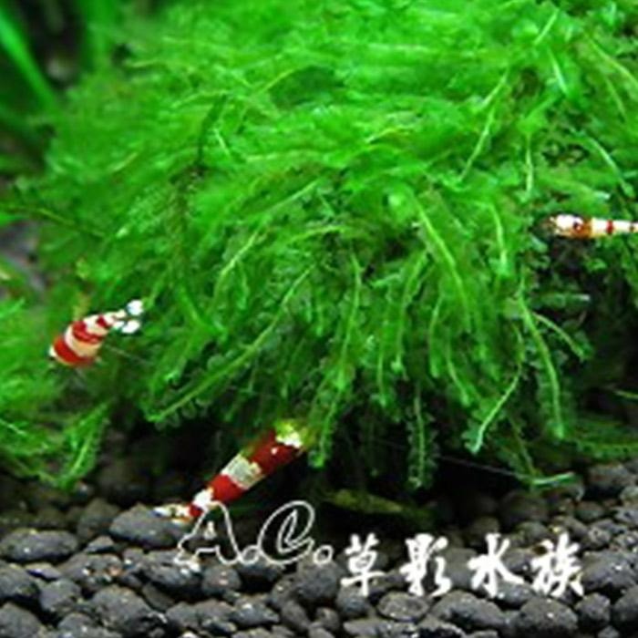 【AC草影】珍珠莫絲沉木【一棵】陰性水草 默思沉木 珍珠莫斯 陰性草 低光草 綠水草 真水草 水族造景 水族箱裝飾-細節圖5