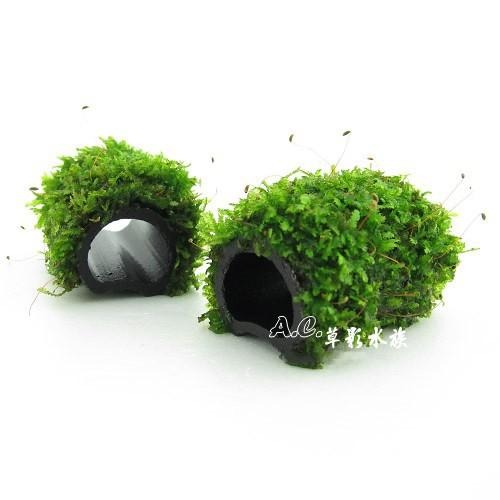 【AC草影】默思竹碳蝦管【一支】陰性草 苔蘚類 魚蝦躲藏 陰性水草 水草造景 魚缸造景 水族裝飾-細節圖2