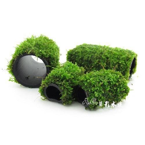 【AC草影】默思竹碳蝦管【一支】陰性草 苔蘚類 魚蝦躲藏 陰性水草 水草造景 魚缸造景 水族裝飾-細節圖3