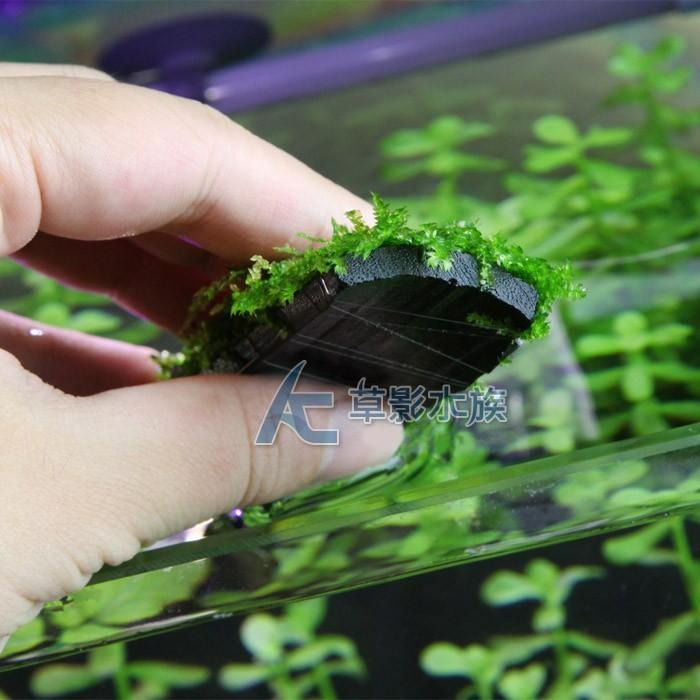 【AC草影】小三角默絲竹炭片【三片】陰性水草 陰性草 不用co2 不須二氧化碳 新手水草 默思 莫斯 水生植物 綠水草-細節圖2