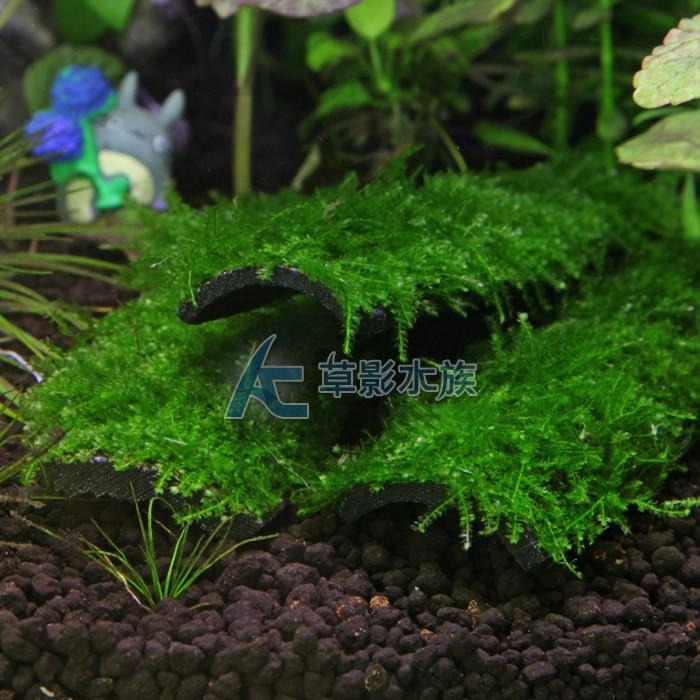 【AC草影】小三角默絲竹炭片【三片】陰性水草 陰性草 不用co2 不須二氧化碳 新手水草 默思 莫斯 水生植物 綠水草-細節圖3