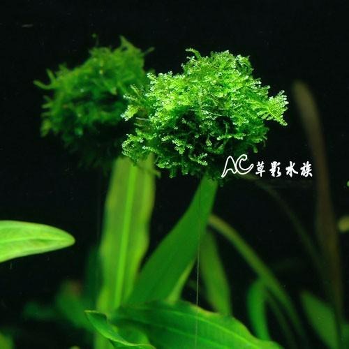 【AC草影】小三角默思浮球【三顆】陰性水草 陰性草 不用co2 不須二氧化碳 新手水草 默思 莫斯 真水草 水生植物-細節圖2