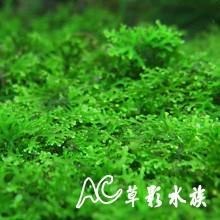 【AC草影】珊瑚莫絲鐵片【一片】 陰性水草 陰性草 不需要二氧化碳 新手水草 前景草 水生植物 真水草-細節圖2
