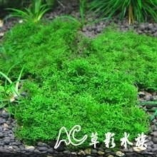 【AC草影】珊瑚莫絲鐵片【一片】 陰性水草 陰性草 不需要二氧化碳 新手水草 前景草 水生植物 真水草-細節圖3