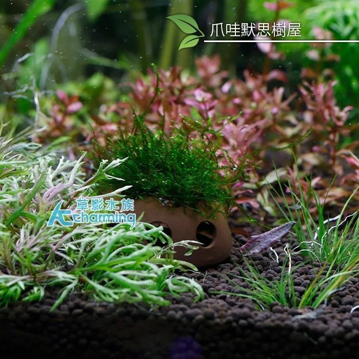 【AC草影】綠地毯默思石 樹屋【四顆】陰性水草 陰性草 水草造景 初學者水草 造景水草 水草造景 真水草 水生植物 綠水-細節圖4