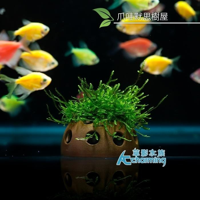【AC草影】綠地毯默思石 樹屋【四顆】陰性水草 陰性草 水草造景 初學者水草 造景水草 水草造景 真水草 水生植物 綠水-細節圖5