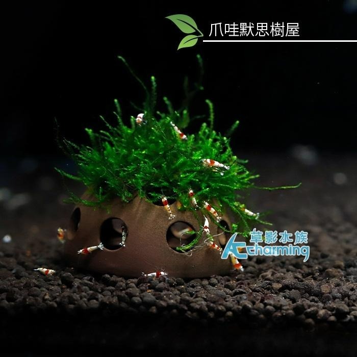 【AC草影】綠地毯默思石 樹屋【四顆】陰性水草 陰性草 水草造景 初學者水草 造景水草 水草造景 真水草 水生植物 綠水-細節圖6