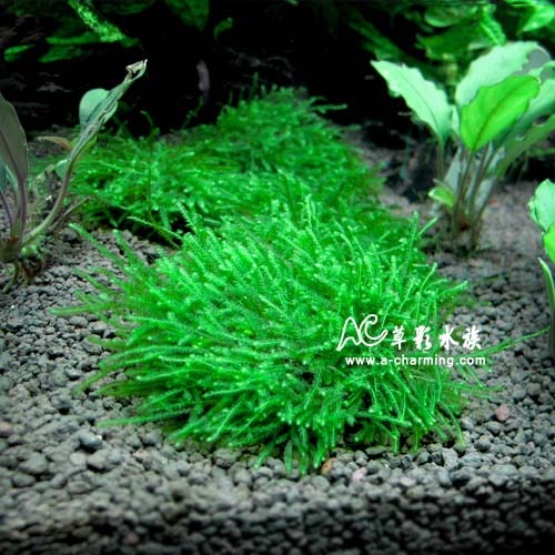 【AC草影】綠地毯默思石 樹屋【四顆】陰性水草 陰性草 水草造景 初學者水草 造景水草 水草造景 真水草 水生植物 綠水-規格圖8