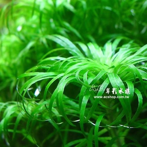 【AC草影】普通太陽草【四株】綠水草 真水草 魚缸水草 水族造景 造景裝飾 水草飾品 水草擺設 水生植物-細節圖2