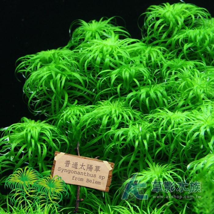 【AC草影】普通太陽草【四株】綠水草 真水草 魚缸水草 水族造景 造景裝飾 水草飾品 水草擺設 水生植物-細節圖3