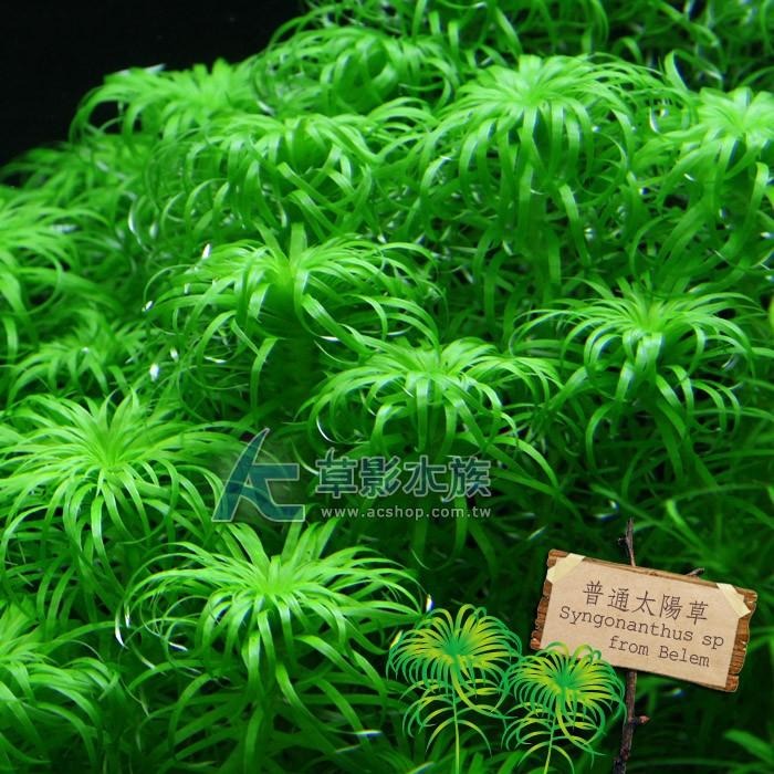 【AC草影】普通太陽草【四株】綠水草 真水草 魚缸水草 水族造景 造景裝飾 水草飾品 水草擺設 水生植物-細節圖4