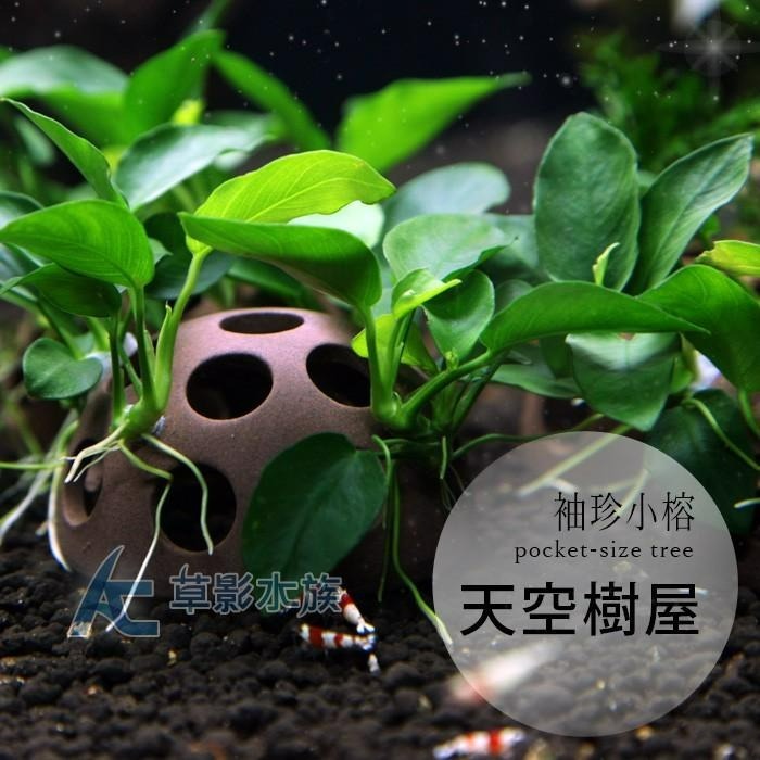 【AC草影】天空樹屋【一座】陰性水草 陰性草 不用強光 不需二氧化碳 新手水草 綠水草 真水草 魚缸裝飾-細節圖2