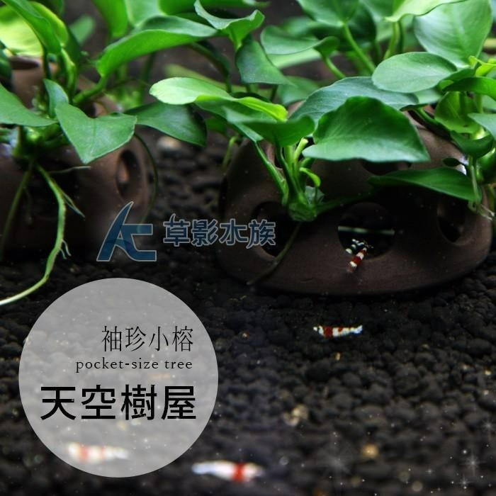 【AC草影】天空樹屋【一座】陰性水草 陰性草 不用強光 不需二氧化碳 新手水草 綠水草 真水草 魚缸裝飾-細節圖3