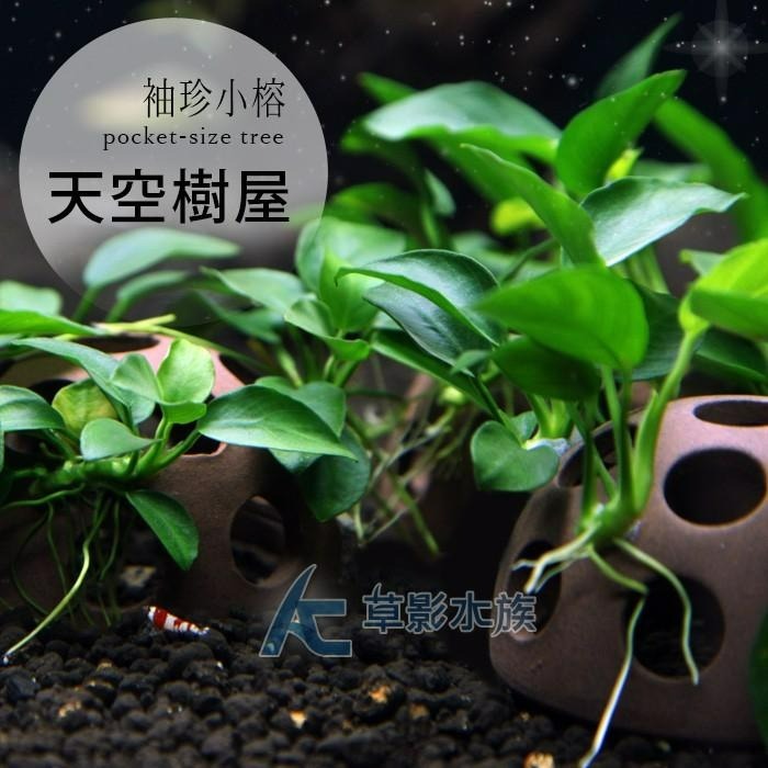【AC草影】天空樹屋【一座】陰性水草 陰性草 不用強光 不需二氧化碳 新手水草 綠水草 真水草 魚缸裝飾-細節圖4