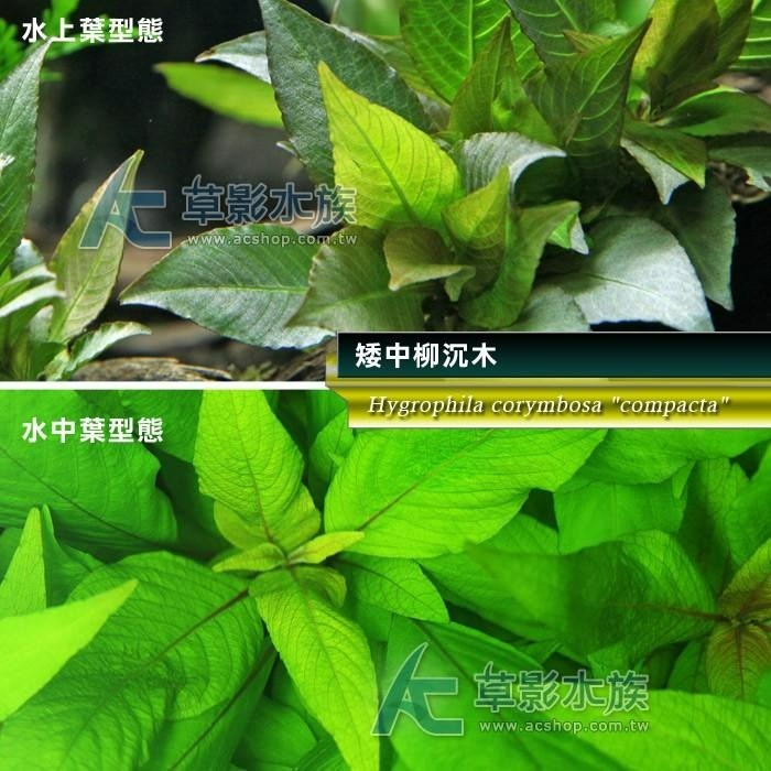 【AC草影】矮中柳沉木（水上葉）【一棵】楊性水草 陽性草 主景草 中景水草 水草造景 造景水草 新手水草 水生植物-細節圖2