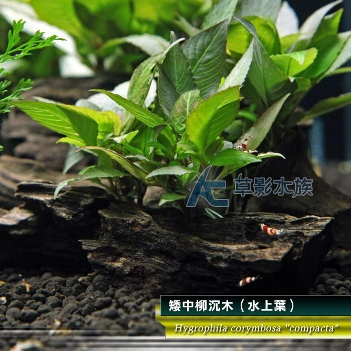 【AC草影】矮中柳沉木（水上葉）【一棵】楊性水草 陽性草 主景草 中景水草 水草造景 造景水草 新手水草 水生植物-細節圖3