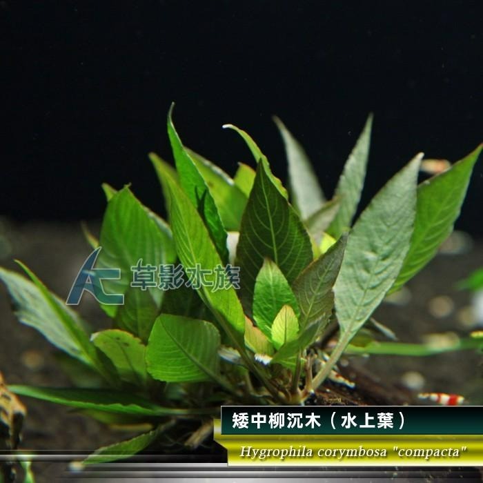 【AC草影】矮中柳沉木（水上葉）【一棵】楊性水草 陽性草 主景草 中景水草 水草造景 造景水草 新手水草 水生植物-細節圖4