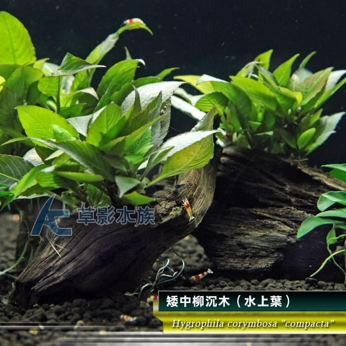 【AC草影】矮中柳沉木（水上葉）【一棵】楊性水草 陽性草 主景草 中景水草 水草造景 造景水草 新手水草 水生植物-細節圖5