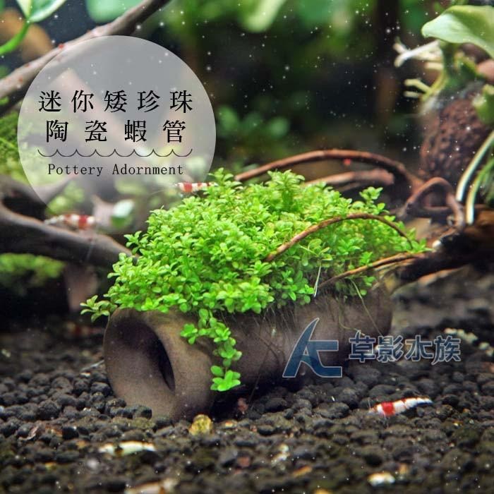【AC草影】迷你矮珍珠陶瓷蝦管【一座】前景水草 前景草 光合作用旺盛 陰性水草 陰性草 魚缸造景 水草造景-細節圖2