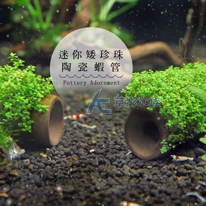 【AC草影】迷你矮珍珠陶瓷蝦管【一座】前景水草 前景草 光合作用旺盛 陰性水草 陰性草 魚缸造景 水草造景-細節圖3